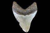 Large, Fossil Megalodon Tooth - North Carolina #75527-2